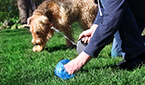 Hundekot wird mit Sackerl aufgesammelt