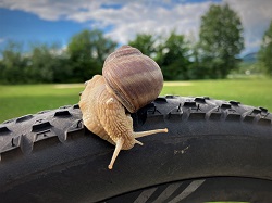 Weinbergschnecke auf Fahrradreifen