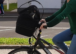 Katze sitzt im Fahrradkorb
