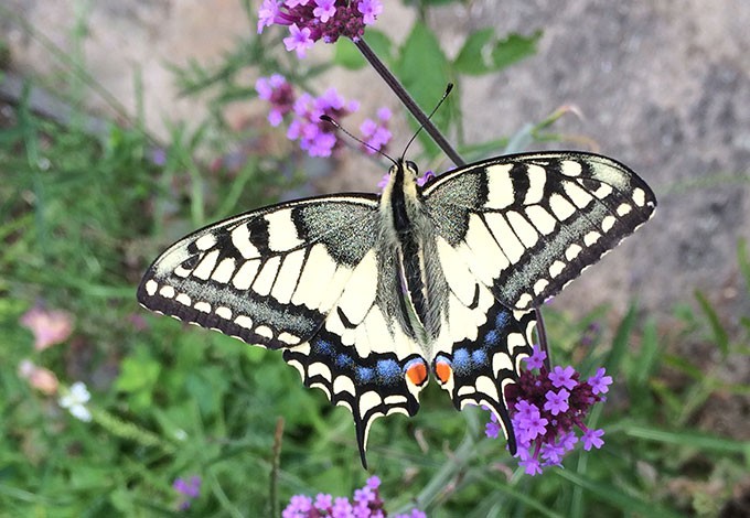 Gerlinde Wiesner Hausgarten Gerlinde Wiesner